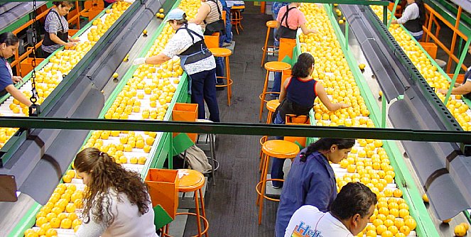 Calificando naranjas en Florida, EEUU