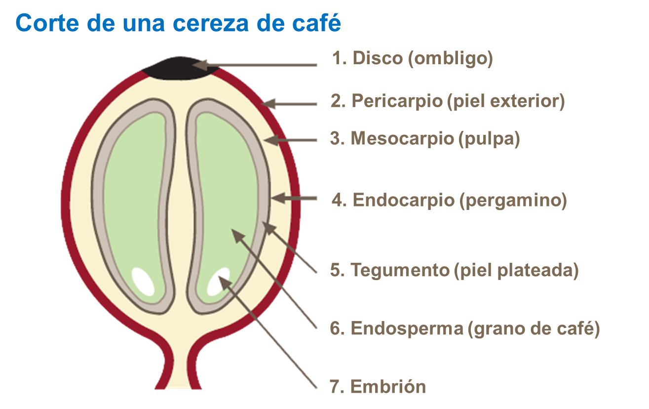 Corte de una cereza de café