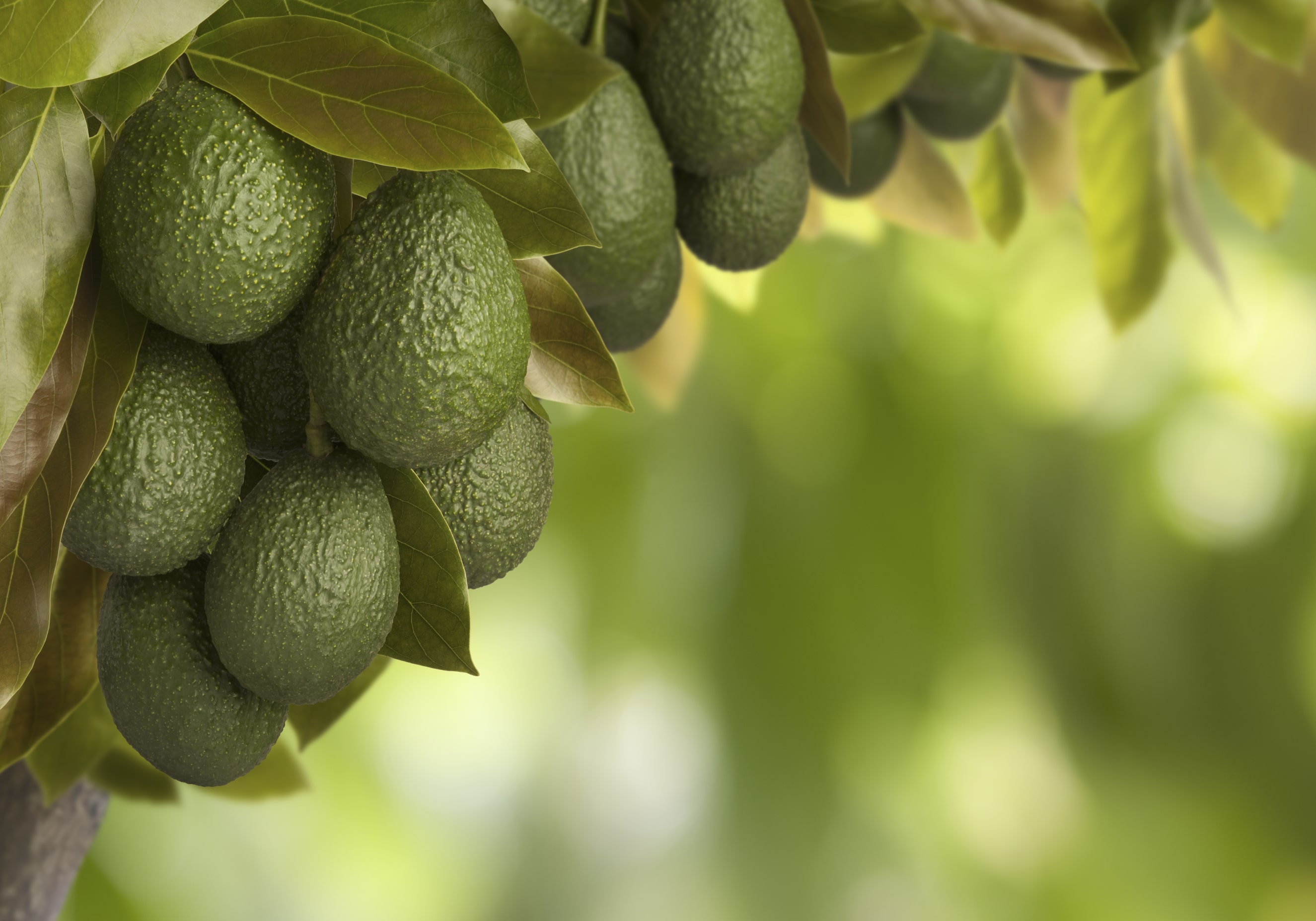 Plan Nutricional de Aguacate