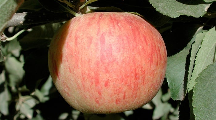 abonos, yara, abono, manzana