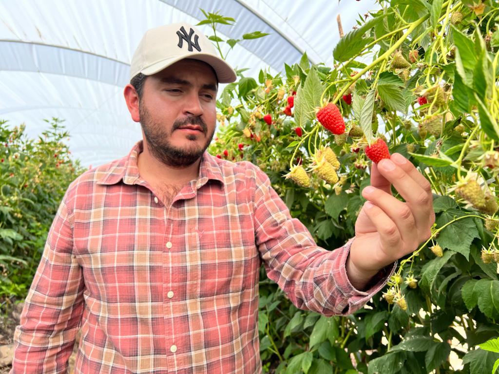 Productor de berries Mexico